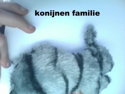 Project Konijnenfamilie